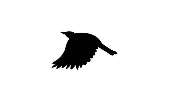 Flying American robin black Silhouette vector