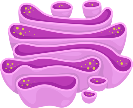 golgi apparatus illustration png