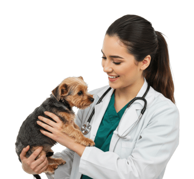 Caucasian female veterinarian with yorkshire terrier puppy in green scrubs and white coat. png