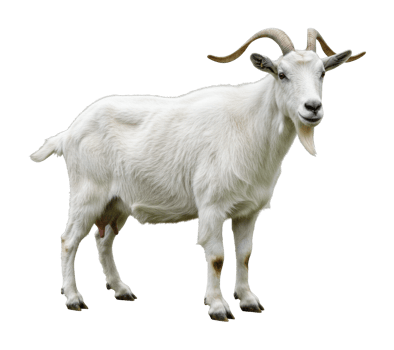 Majestic goat with curved horns. png