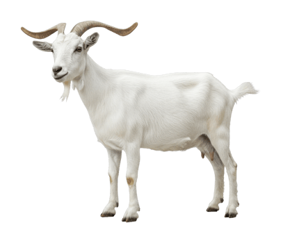 Majestic white goat with curved horns png