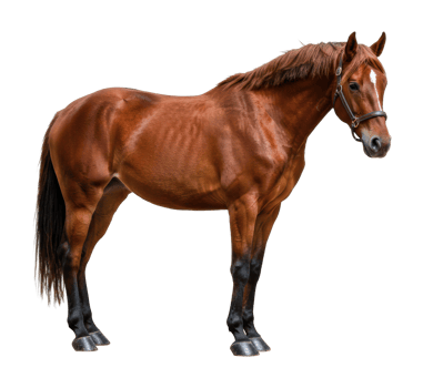 Elegant chestnut horse with bridle. png