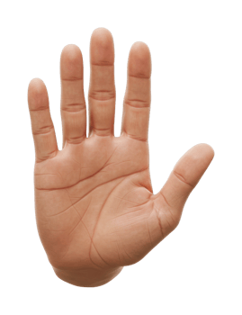 Caucasian adult hand palm up displaying open gesture. png