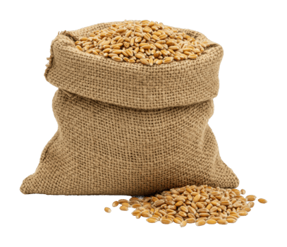 Burlap sack overflowing with wheat grains. png