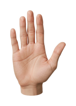 Caucasian adult hand raised with open palm. png