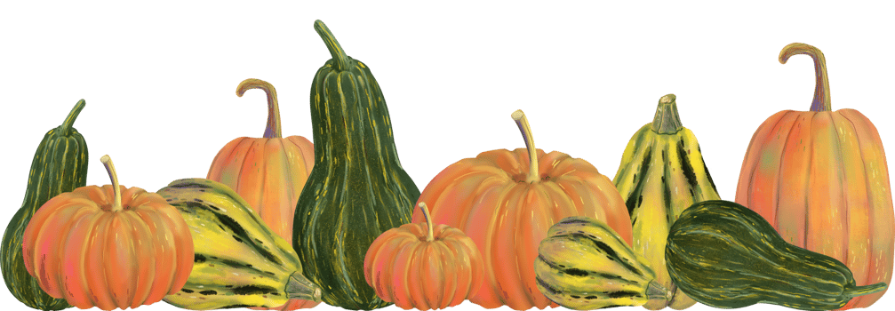 Hand drawn illustration of assorted pumpkins and gourds in autumn colors. Seamless horizontal banner, isolated on transparent background, perfect for autumn, fall and Thanksgiving designs. png