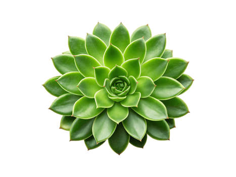 Vibrant green succulent plant with thick fleshy leaves image png