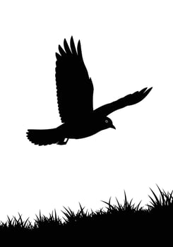 Silhouette of a Bird in Flight Over Grass. vector