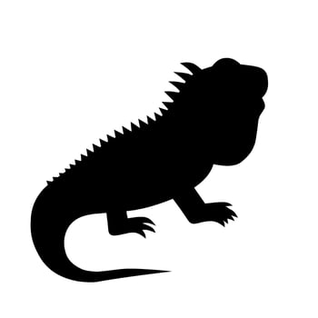 Solid black silhouette of an iguana in side profile pose. Clean and simple , ideal for logos, animal icons, tattoo stencils, or minimal wildlife graphics vector