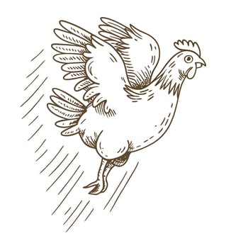 Sketch of chicken in flight hand drawn bird with wings spread, rustic rural farm animal vintage illustration vector
