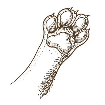 Cat paw illustration detailed feline claw and pads, animal limb sketch, isolated graphic drawing vector