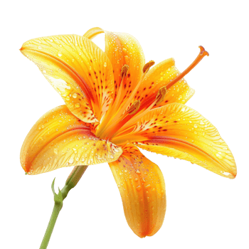 Close-up of a vibrant orange-yellow lily png