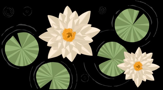 Beautiful White lotus flowers and leaves on pond water vector