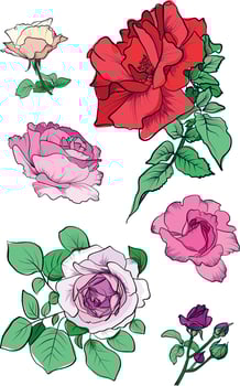 Set of blooming pink roses bouquet vector