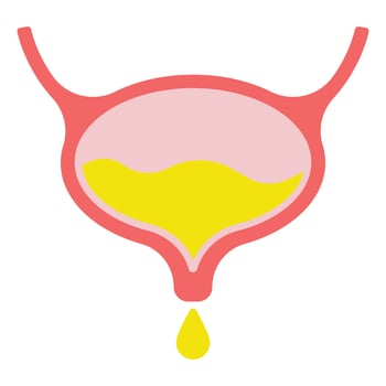Bladder icon Flat isolated outline sign vector
