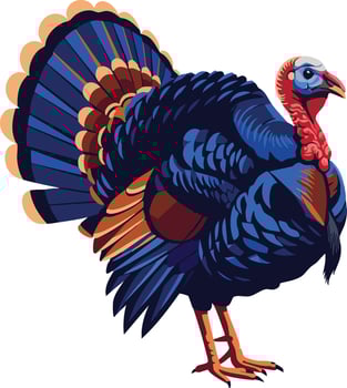 Wild turkey bird illustration with detailed feathers and colorful plumage on white background vector