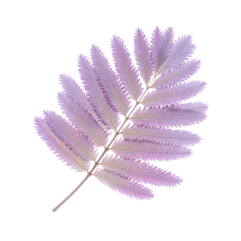 Jacaranda Leaf Displaying Delicate Pinnate Structure and Soft Lavender Tinted Green Captured in Studio Close up, Isolated png