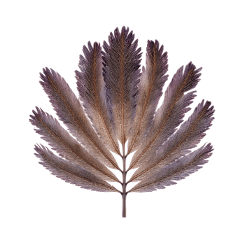 Studio Jacaranda Leaf Showing Gloss Feathered Leaflets and Bright Spring Green for Botanical Art, Isolated png