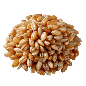 Close Up View of Golden Whole Wheat Grains Piled Together on png