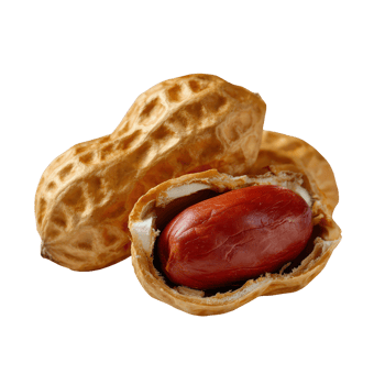 Close up View of Brown Peanut in Shell with Focus on Texture and Color Variation of Nuts png
