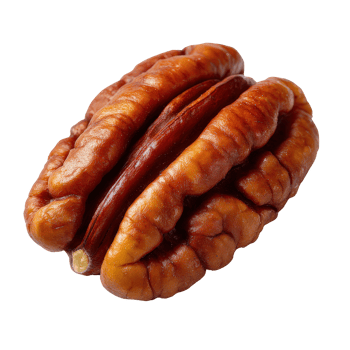 Close Up View of a Single Raw Pecan Nut on for Culinary and Nutritional Themes png