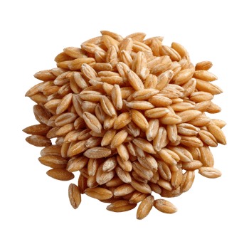 Close Up View of Raw Grains Piled Together on for Culinary and Agricultural Use png