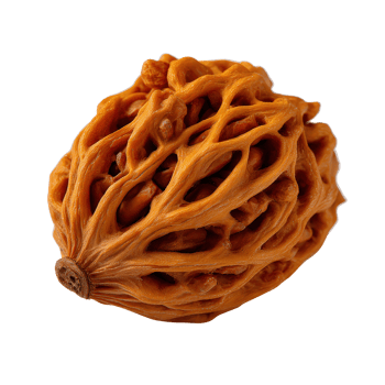 Unique Natural Object with Detailed Texture of Brown Color and Intricate Pattern on Surface png