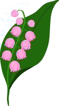 Elegant Pink Lily of the Valley Botanical Art vector