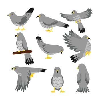 Grey birds in different poses vector