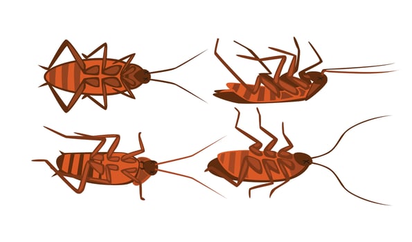 Cockroaches in different positions vector