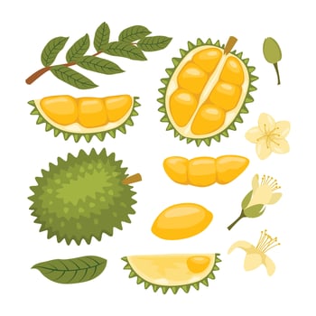 Durian fruit pieces and leaves illustration vector