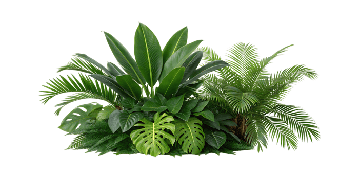 Lush green tropical foliage arrangement with diverse leaves image png