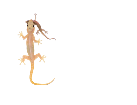 Asian House Gecko hemidactylus also known as wall gecko, eating a smaller gecko png