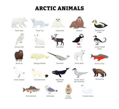 Illustration of various Arctic animals vector