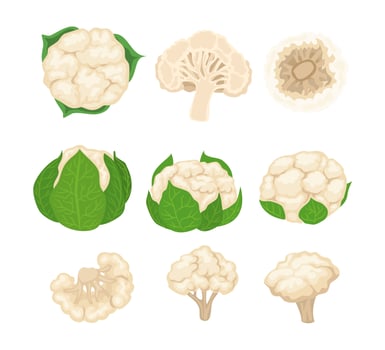 Illustrations of different cauliflowers vector