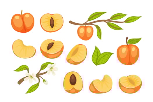 Illustrations of apricots and branches vector