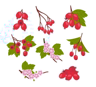 collection of red berries and flowers vector