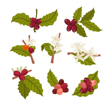 Illustration of coffee plant features vector
