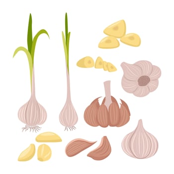 Fresh garlic bulbs and cloves vector