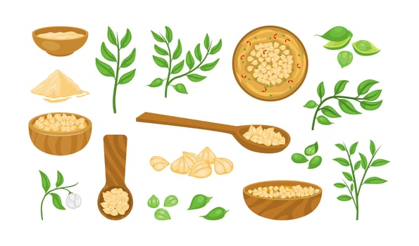 Healthy cooking ingredients and herbs vector
