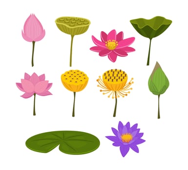 colorful lotus flowers and leaves collection vector