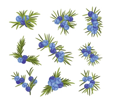 Illustration of juniper berries and leaves vector