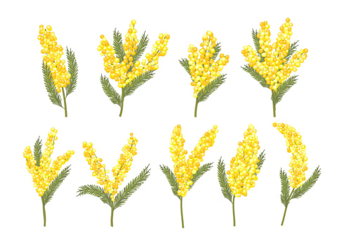 Yellow mimosa flower illustrations vector