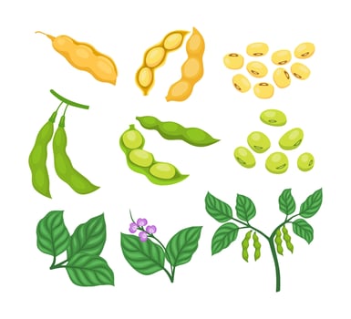 Illustration of various legumes and plants vector