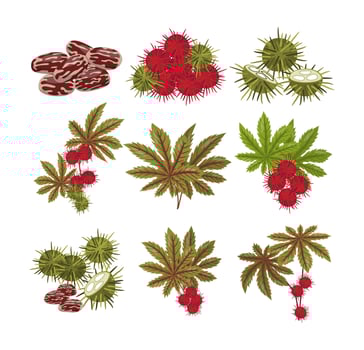 Colorful castor bean plants and seeds vector