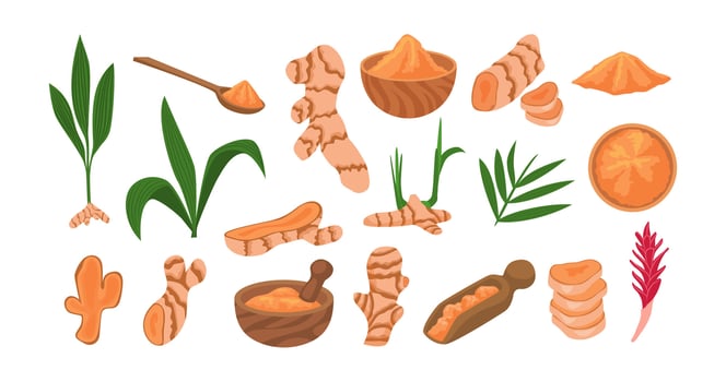 Turmeric roots and powder illustration vector