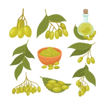 Green olives and olive oil illustrations vector