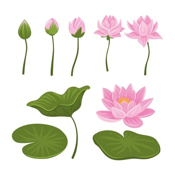 Pink lotus flowers and leaves illustration vector