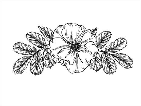 Rosehip flower head with leaves horizontal monochrome composition in top view. Blooming wild dog rose sketch. Floral template for herbal packaging, tea label, invitation. greeting card vector