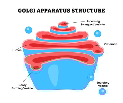 Golgi Apparatus Structure Anatomy or Golgi complex. labeled lumen, forming and transport vesicle, cisternae, secretory vesicle. diagram biology education. vector